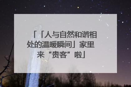 「人与自然和谐相处的温暖瞬间」家里来“贵客”啦
