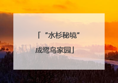 “水杉秘境”成鹭鸟家园