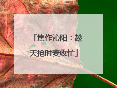 焦作沁阳：趁天抢时麦收忙