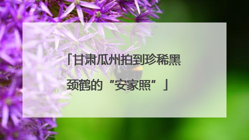 甘肃瓜州拍到珍稀黑颈鹤的“安家照”