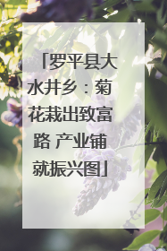 罗平县大水井乡：菊花栽出致富路 产业铺就振兴图