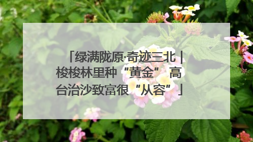绿满陇原·奇迹三北｜梭梭林里种“黄金” 高台治沙致富很“从容”