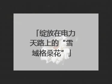 绽放在电力天路上的“雪域格桑花”