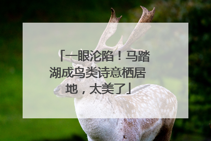 一眼沦陷！马踏湖成鸟类诗意栖居地，太美了