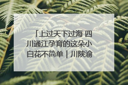 上过天下过海 四川通江孕育的这朵小白花不简单｜川陕渝网络名人巴中行