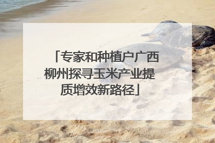 专家和种植户广西柳州探寻玉米产业提质增效新路径