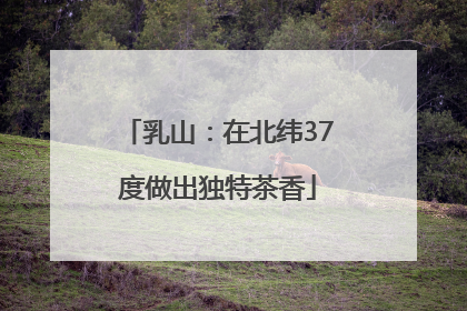 乳山：在北纬37度做出独特茶香