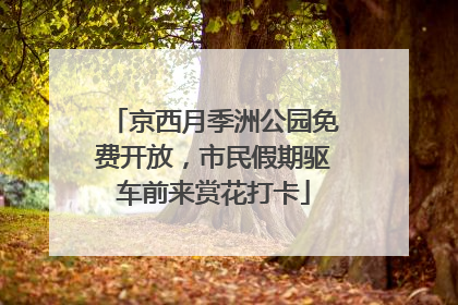 京西月季洲公园免费开放，市民假期驱车前来赏花打卡