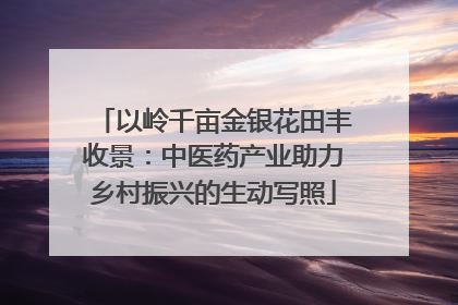 以岭千亩金银花田丰收景：中医药产业助力乡村振兴的生动写照