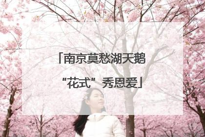 南京莫愁湖天鹅“花式”秀恩爱