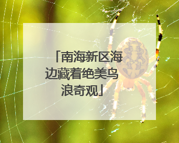 南海新区海边藏着绝美鸟浪奇观