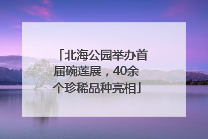 北海公园举办首届碗莲展，40余个珍稀品种亮相