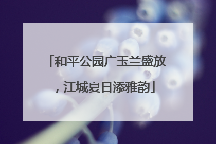 和平公园广玉兰盛放，江城夏日添雅韵