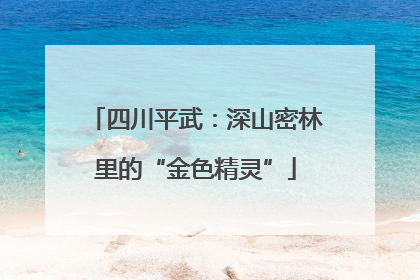四川平武：深山密林里的“金色精灵”