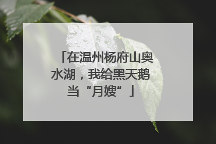 在温州杨府山奥水湖，我给黑天鹅当“月嫂”