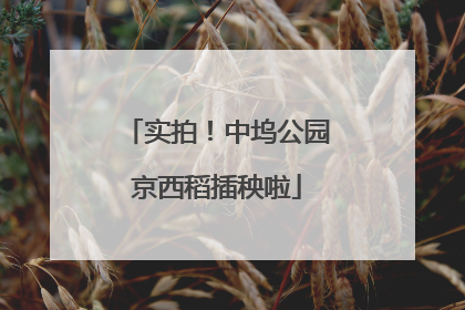 实拍！中坞公园京西稻插秧啦
