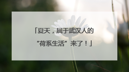 夏天，属于武汉人的“荷系生活”来了！