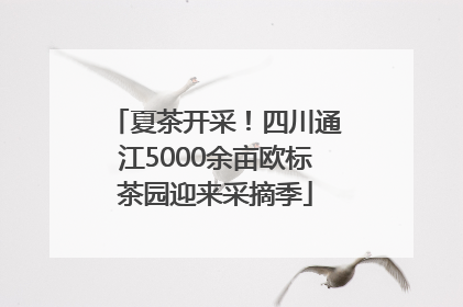 夏茶开采！四川通江5000余亩欧标茶园迎来采摘季