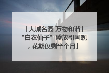 大城名园 万物和谐│“白衣仙子”盛放引围观，花期仅剩半个月