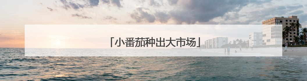 小番茄种出大市场