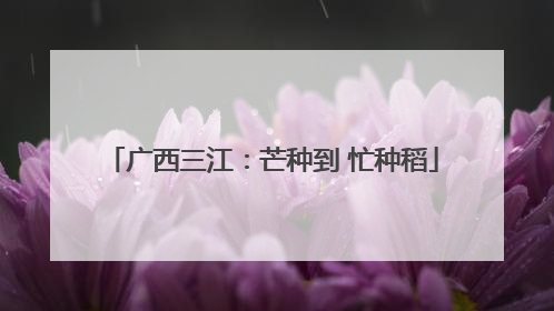 广西三江：芒种到 忙种稻