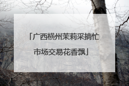 广西横州茉莉采摘忙 市场交易花香飘