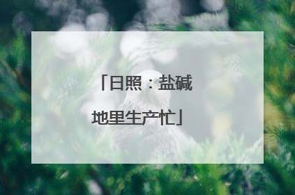 日照：盐碱地里生产忙