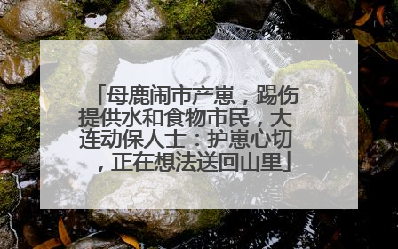 母鹿闹市产崽，踢伤提供水和食物市民，大连动保人士：护崽心切，正在想法送回山里