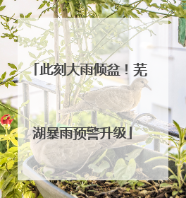 此刻大雨倾盆！芜湖暴雨预警升级