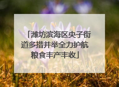 潍坊滨海区央子街道多措并举全力护航粮食丰产丰收