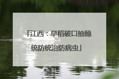 江西：早稻破口抽穗 统防统治防病虫