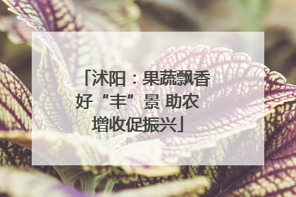 沭阳：果蔬飘香好“丰”景 助农增收促振兴
