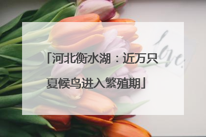 河北衡水湖：近万只夏候鸟进入繁殖期