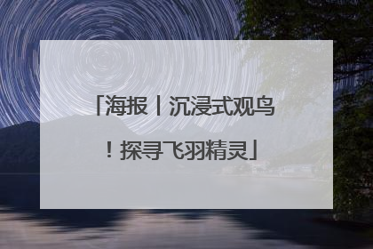 海报丨沉浸式观鸟！探寻飞羽精灵