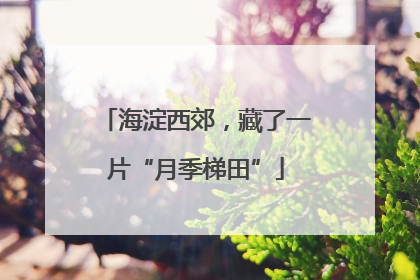 海淀西郊，藏了一片“月季梯田”