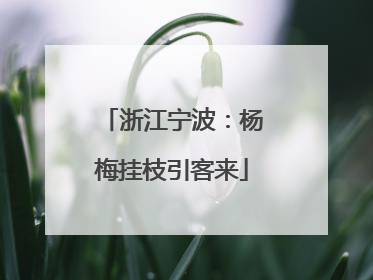浙江宁波：杨梅挂枝引客来