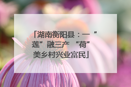 湖南衡阳县：一“莲”融三产 “荷”美乡村兴业富民