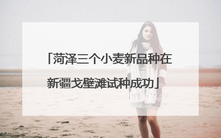 菏泽三个小麦新品种在新疆戈壁滩试种成功