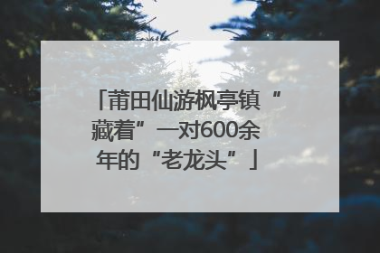 莆田仙游枫亭镇“藏着”一对600余年的“老龙头”