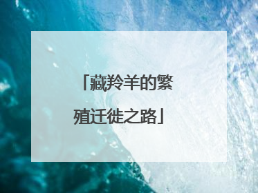 藏羚羊的繁殖迁徙之路