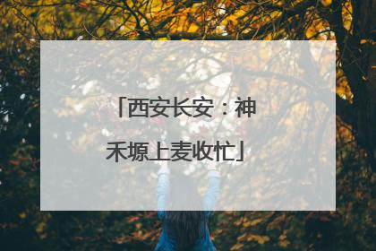 西安长安：神禾塬上麦收忙