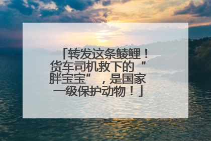 转发这条鲮鲤！货车司机救下的“胖宝宝”，是国家一级保护动物！