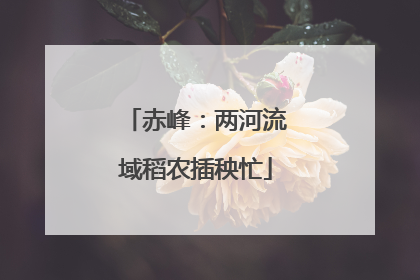 赤峰：两河流域稻农插秧忙