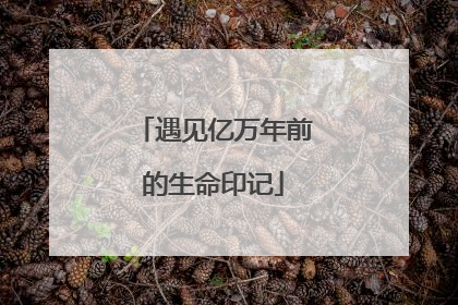 遇见亿万年前的生命印记