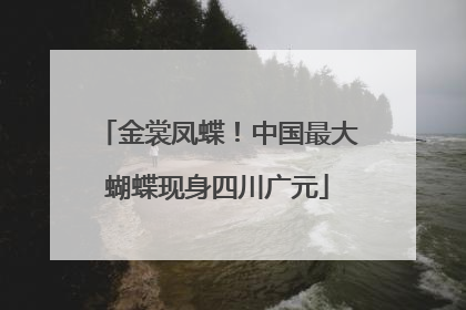 金裳凤蝶！中国最大蝴蝶现身四川广元
