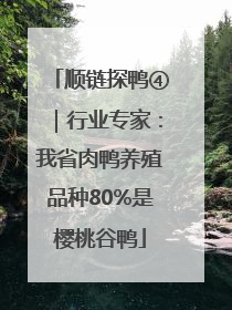 顺链探鸭④｜行业专家：我省肉鸭养殖品种80%是樱桃谷鸭