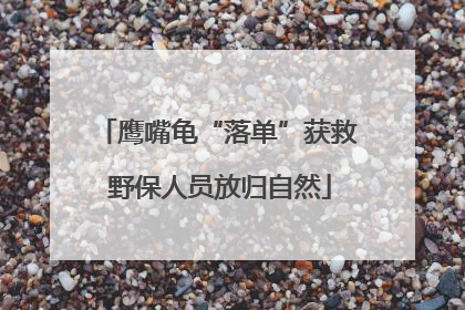 鹰嘴龟“落单”获救 野保人员放归自然