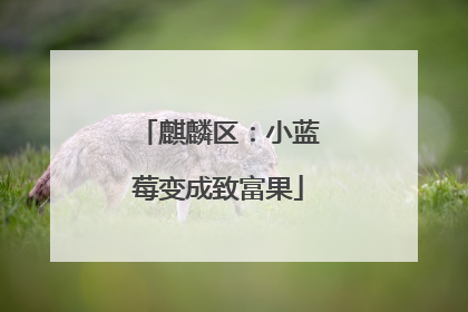 麒麟区：小蓝莓变成致富果