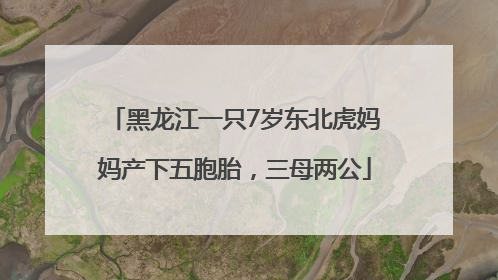 黑龙江一只7岁东北虎妈妈产下五胞胎，三母两公