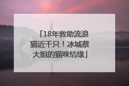 18年救助流浪猫近千只！冰城蔡大姐的猫咪情缘